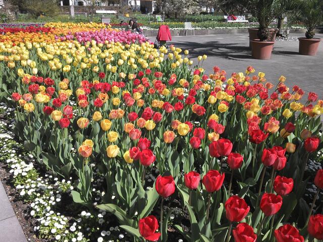 ... Tulpenpracht ...