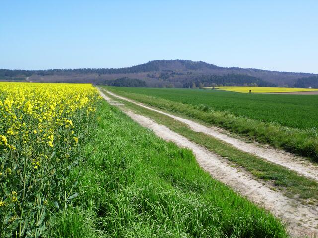 Wir verlassen den Wald, der den Namen "Heers" trägt und wandern, den Hoppelberg als Wegweiser im Blickfeld, durch Feld und Flur auf Langenstein zu.