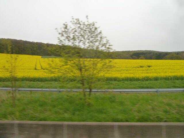 Die Rapsfelder blühen schon überall.