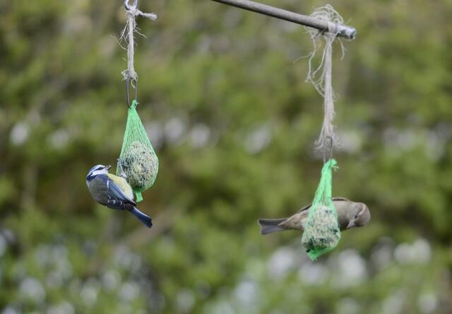 Blaumeise und  ein Weibchen der Haussperlinge
