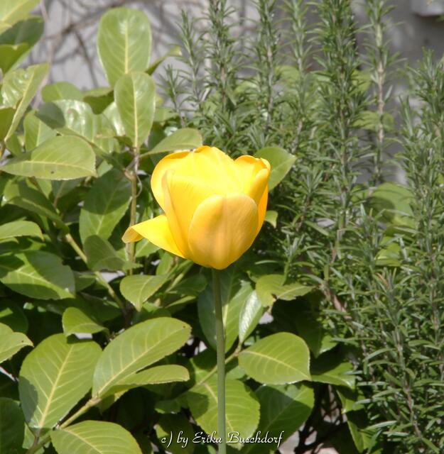 diese Tulpe ist nicht aus Ton