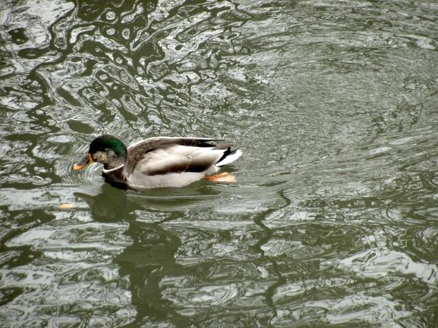 Bin ich nicht ein Prachtkerl?