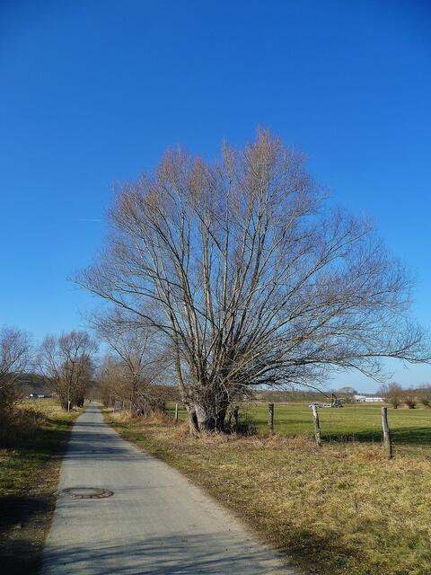 Bruch-Weide "Brückenweide von Reinsdorf" entlang des Radweges nach Reinsdorf in Nebra/Unstrut / 26.2.2015 !