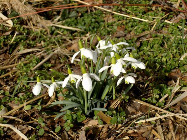 Im Februar gibt es in den Schmutterwiesen "wilde" Schneeglöckchen.