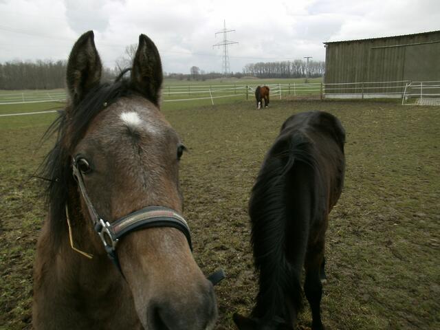 Man braucht kein Zuckerl, damit sie einem "aus der Hand fressen"