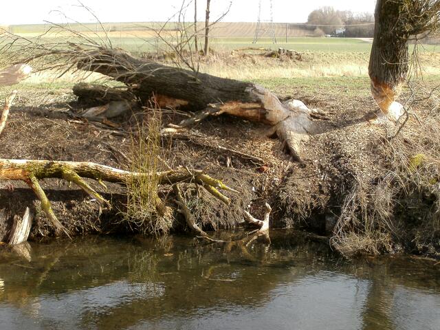 Wieviel Jahre haben die Bäume wohl gebraucht, um so groß zu werden? Dem Biber ist es einerlei.