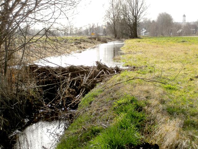 Biberdamm in einem der Drainagegräben