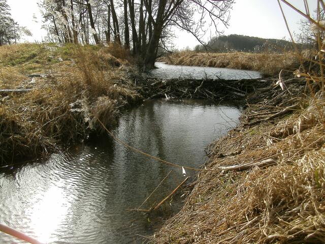Biberdamm am Schmutter-Altwasser. Hier sollte er niemand stören.