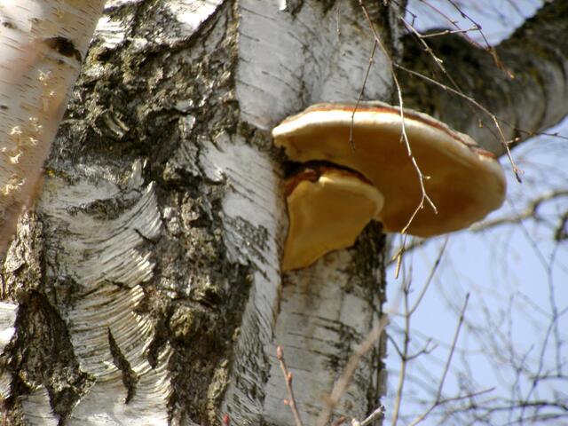 Eigentlich versteht man unter "Birkenpilz" ja etwas anderes.