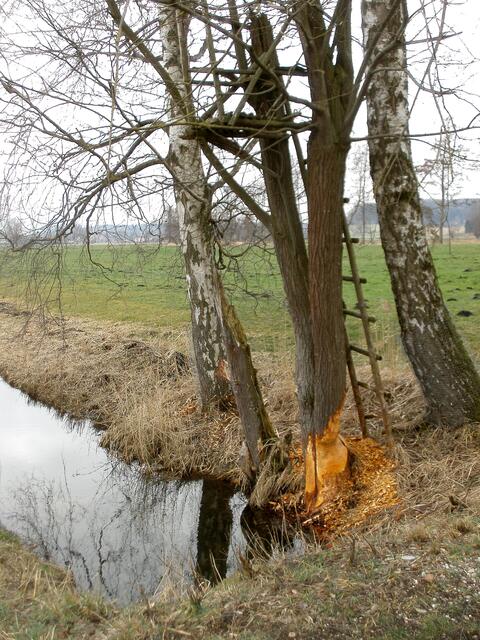 Da will der Biber wohl den Hochsitz des Jägers fällen?