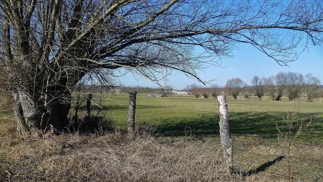 Die Bruch-Weide "Brückenweide von Reinsdorf" entlang des Radweges nach Reinsdorf in Nebra/Unstrut ! / 26.2.2015 !