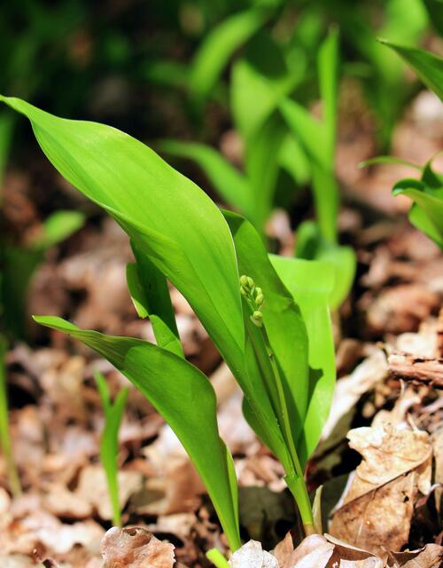 Das Maiglöckchen (Convallaria majalis)