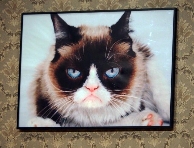 ist irgendwie nervig diese Katze