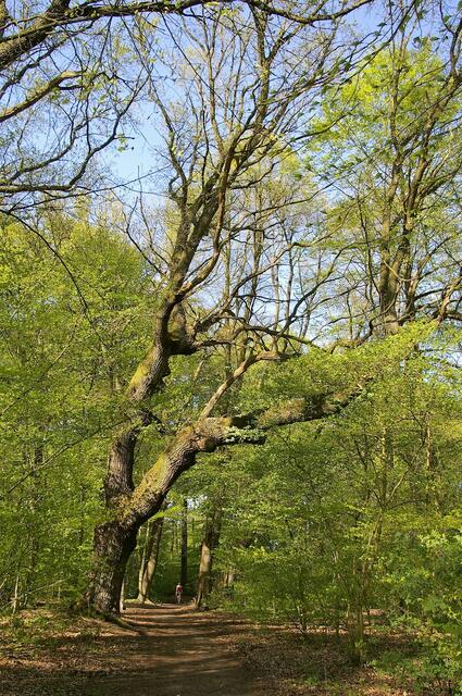Baumriese am Waldpfad Ilmenau-Radweg