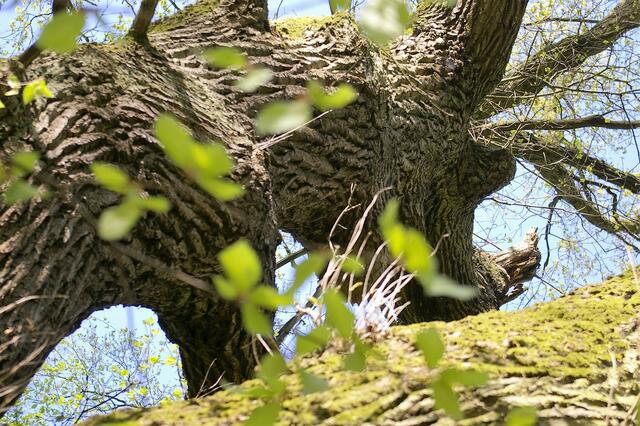 Wildschwein im Baum