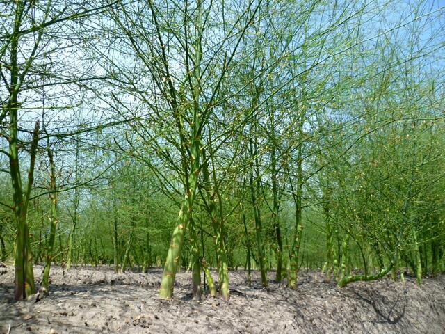 Burgdorfer Spargel (Asparagus officinalis).