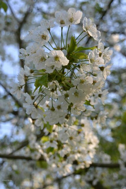 Kirschblüten im Willy-Spahn-Park (Foto: Katja Woidtke)