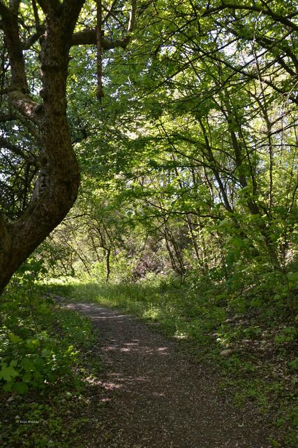 Ein verwunschener Weg führt zur Abbruchwand - Besucher sollten sich hier bitte besonders ruhig verhalten (Foto: Katja Woidtke)