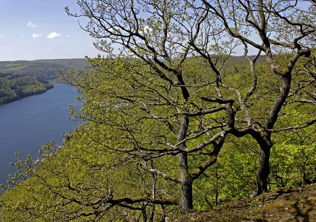 "Knorreichen" auf der Kahlen-Hardt-Route, einem Wanderweg, der zum Urwaldsteig am Edersee gehört