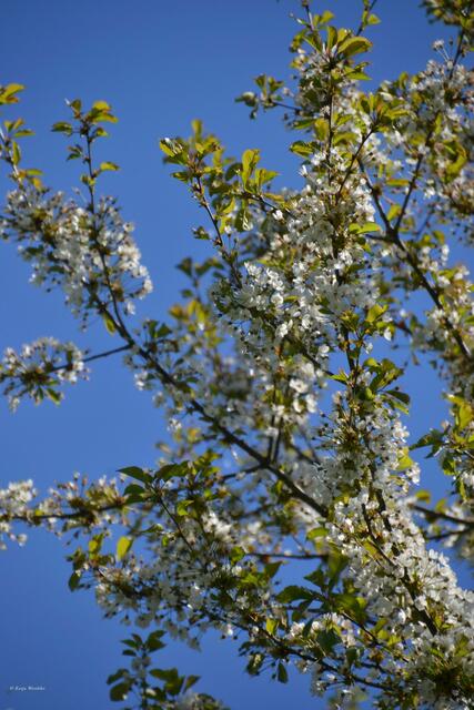 Zur Obstbaumblüte im Willy-Spahn-Park (Foto: Katja Woidtke)
