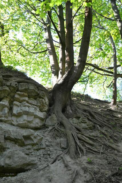Die Abbruchwand erinnert an die Zeiten, als der Park eine Mergelgrube war (Foto: Katja Woidtke)