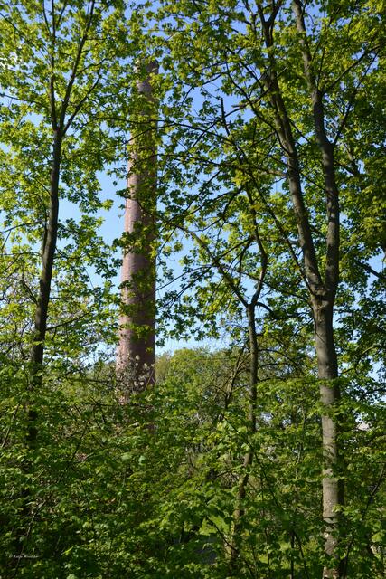 Der mächtige Schornstein des Ringofens ist allgegenwärtig (Foto: Katja Woidtke)
