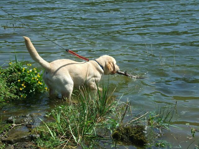 Ole holt Stöckchen aus dem Wasser