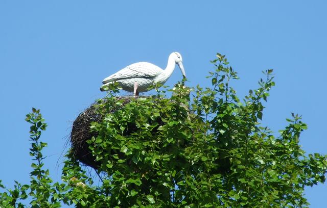 Dieser Storch sitzt immer im Nest
