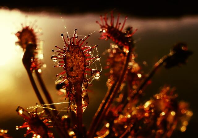 Glitzern in der Morgensonne