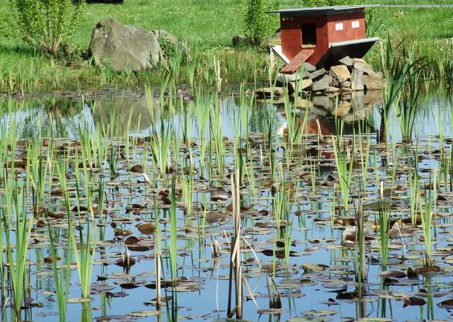 An dem Teich quakten Frösche....habe aber keinen gesehen