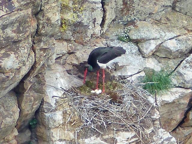 der seltene Schwarzstorch brütet nur in wenigen Paaren in großen Geier-Felsen, hier ein Altvogel beim Wenden der Eier, im Naturschutzgebiet Monfragüe