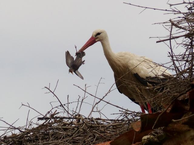 Kirchenruine von Pueblo de Alcocer, ein argloser Jungstar wurde von einem Storch erwischt und drohte gefressen zu werden, konnte aber doch noch entwischen