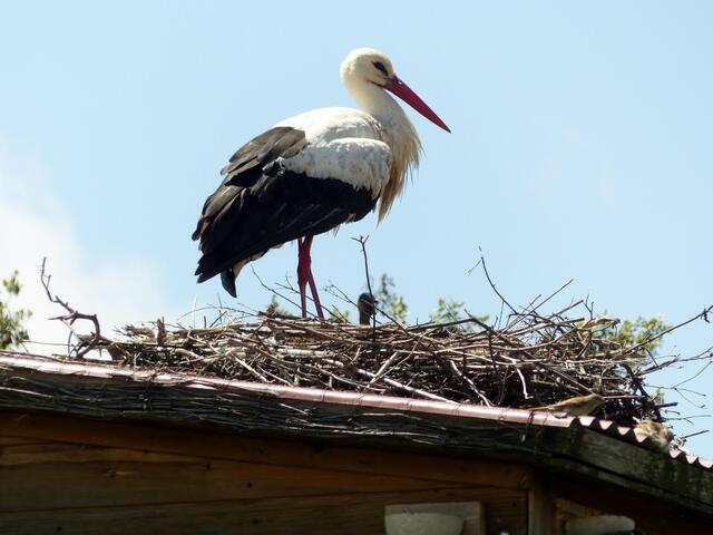 auf dem Dach einer Vogelbeobachtungshütte