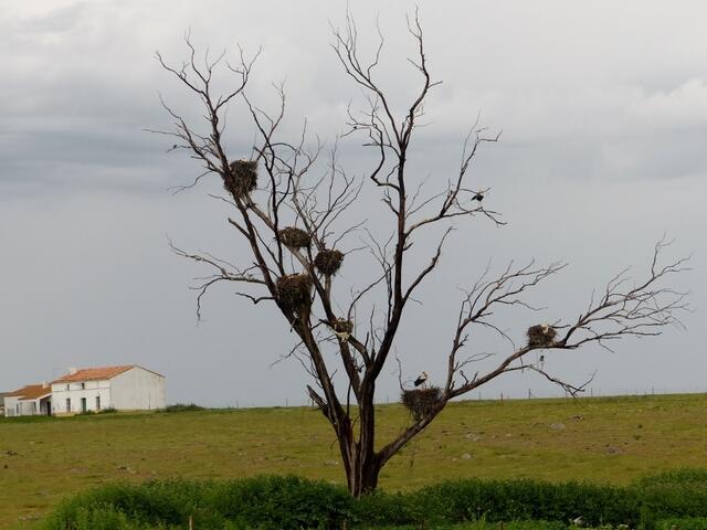 toter Baum in der Serena
