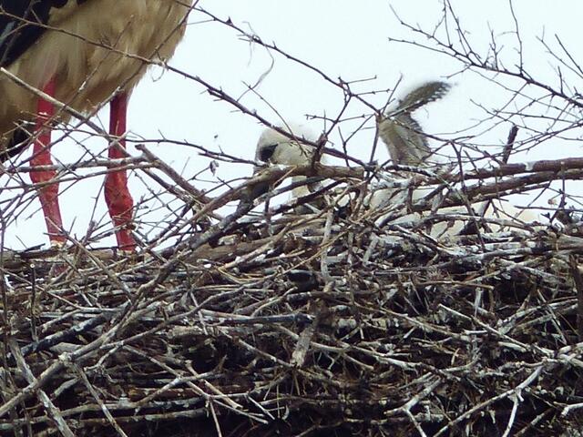 ein Jungvogel fängt an, seine Flugmuskulatur zu trainieren