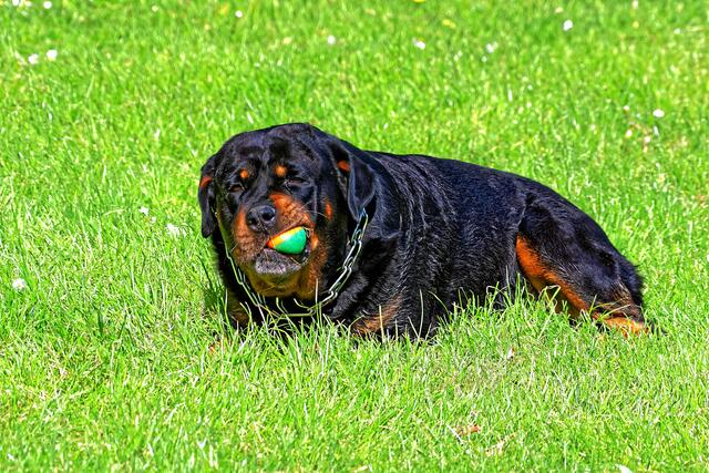 Dieser "Bodyguard" von zwei jungen Mädchen wollte unbedingt mit dem Fotografen weiter Ball spielen. Carlos (so heißt der Hund): "Libellen suchen ist doch stinklangweilig!"