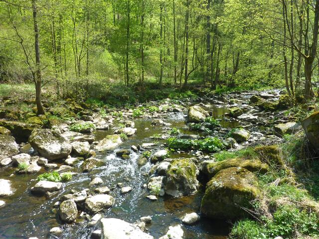 Die Selbitz und der maiengrüne Wald