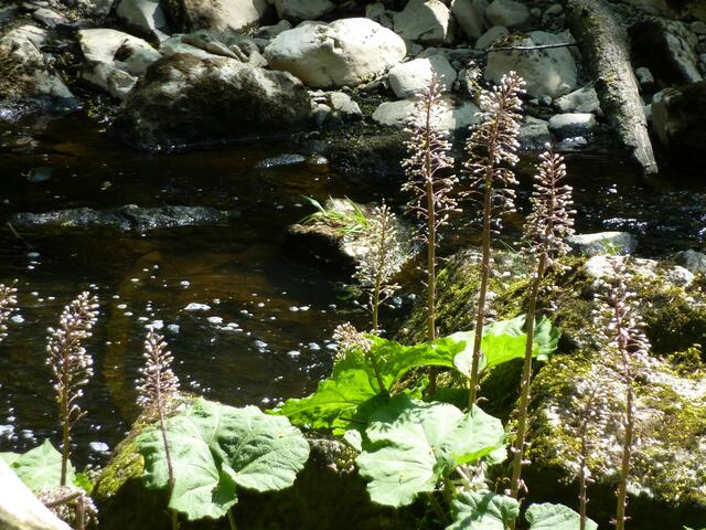 Vegetation in der Selbitz