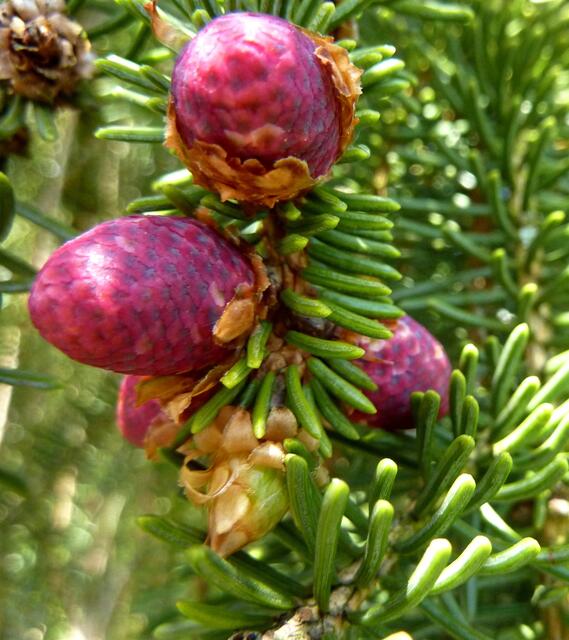 "Blühender" Nadelbaum