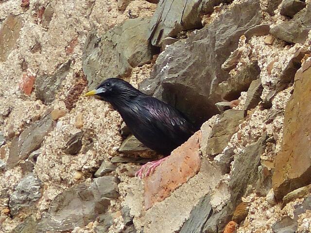 Einfarbstar Männchen