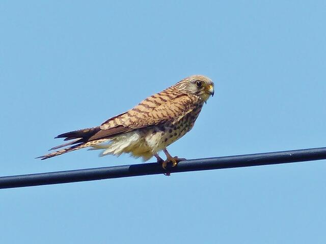 Rötelfalke Weibchen