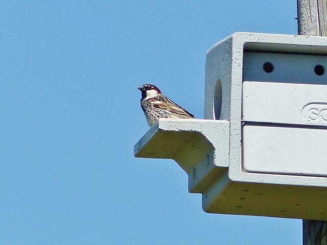 Weidensperling Männchen