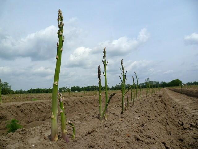 Spargel im Burgdorfer Land.