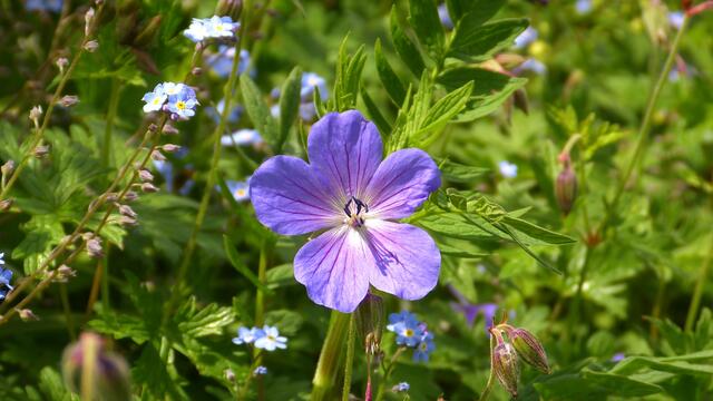 Blauer Storchenschnabel.