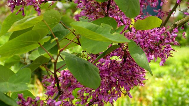 Judasbaum mit Blüten.