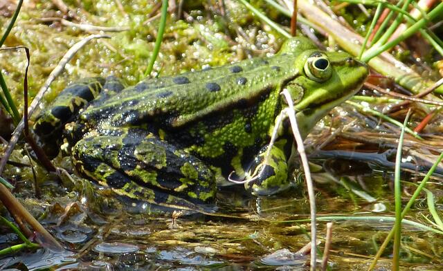 Teichfrosch.