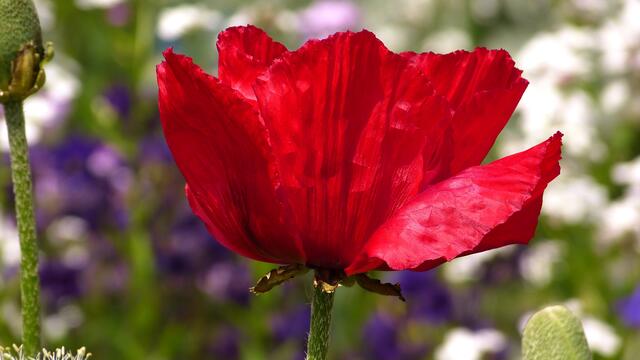 Klatschmohn.