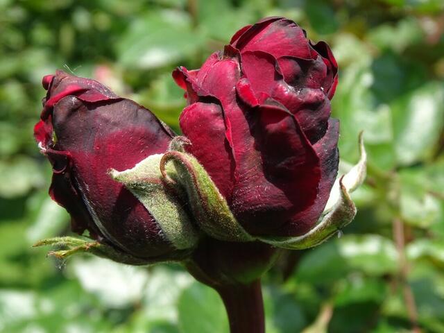 Rosenblüte Volksgarten Wien