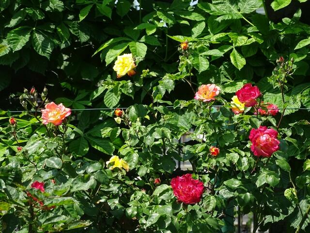Rosenblüte Volksgarten Wien