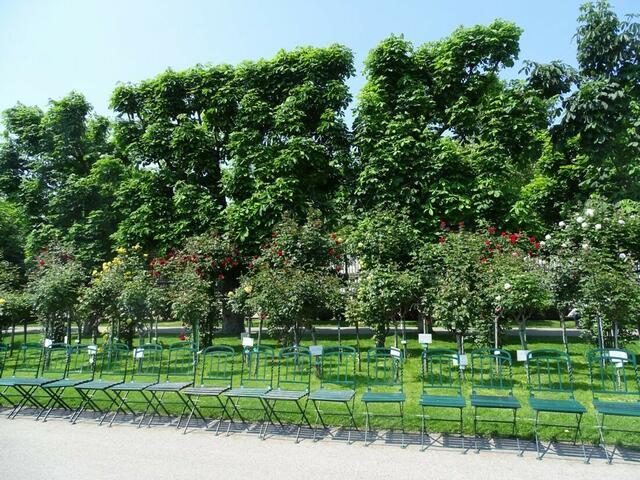 Rosenblüte Volksgarten Wien